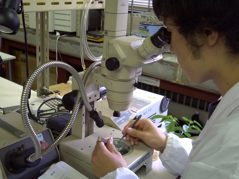 実体顕微鏡下で精密ピンセットによりハエを解剖