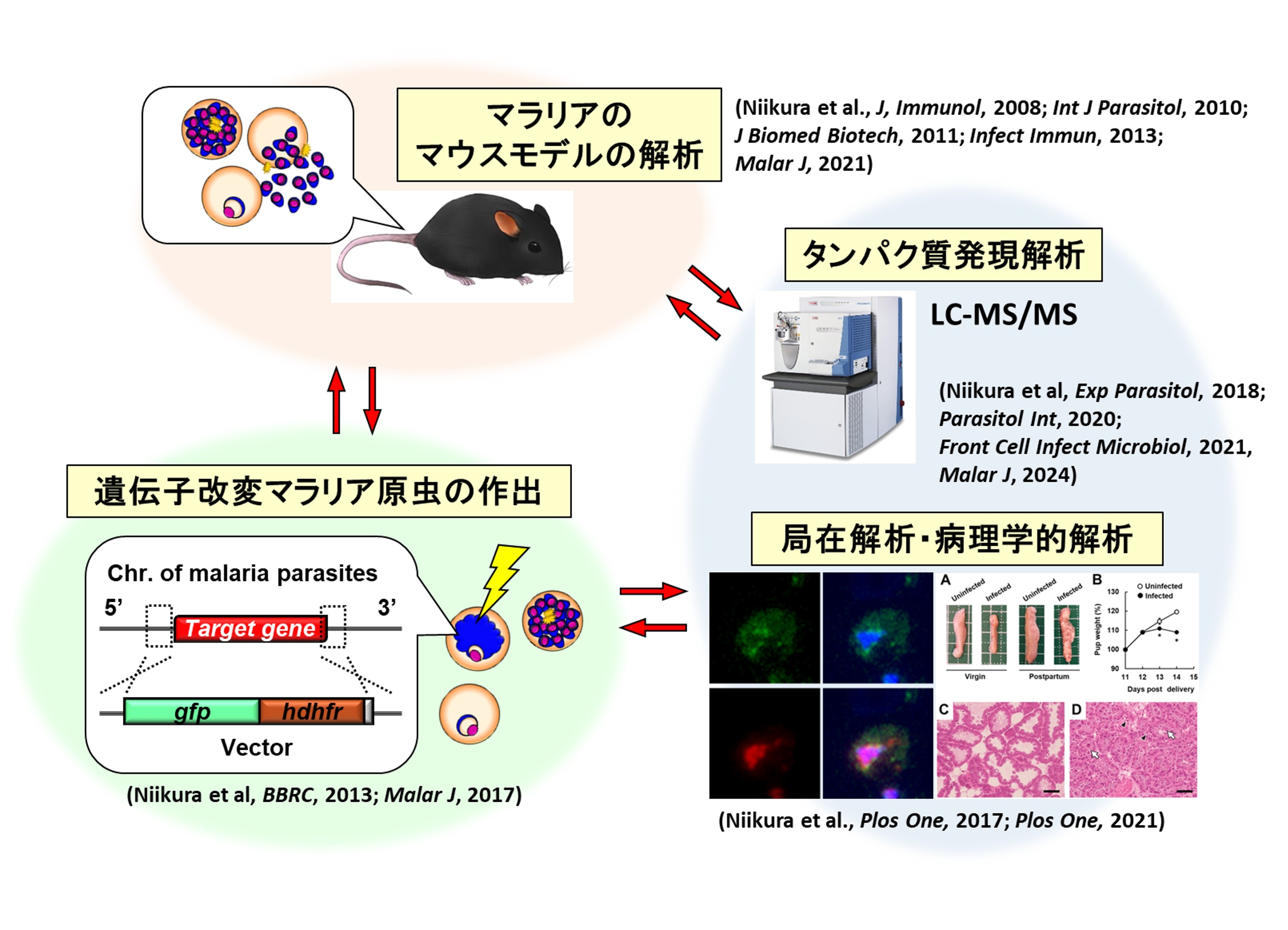 マラリア原虫を対象にした研究戦略・手法