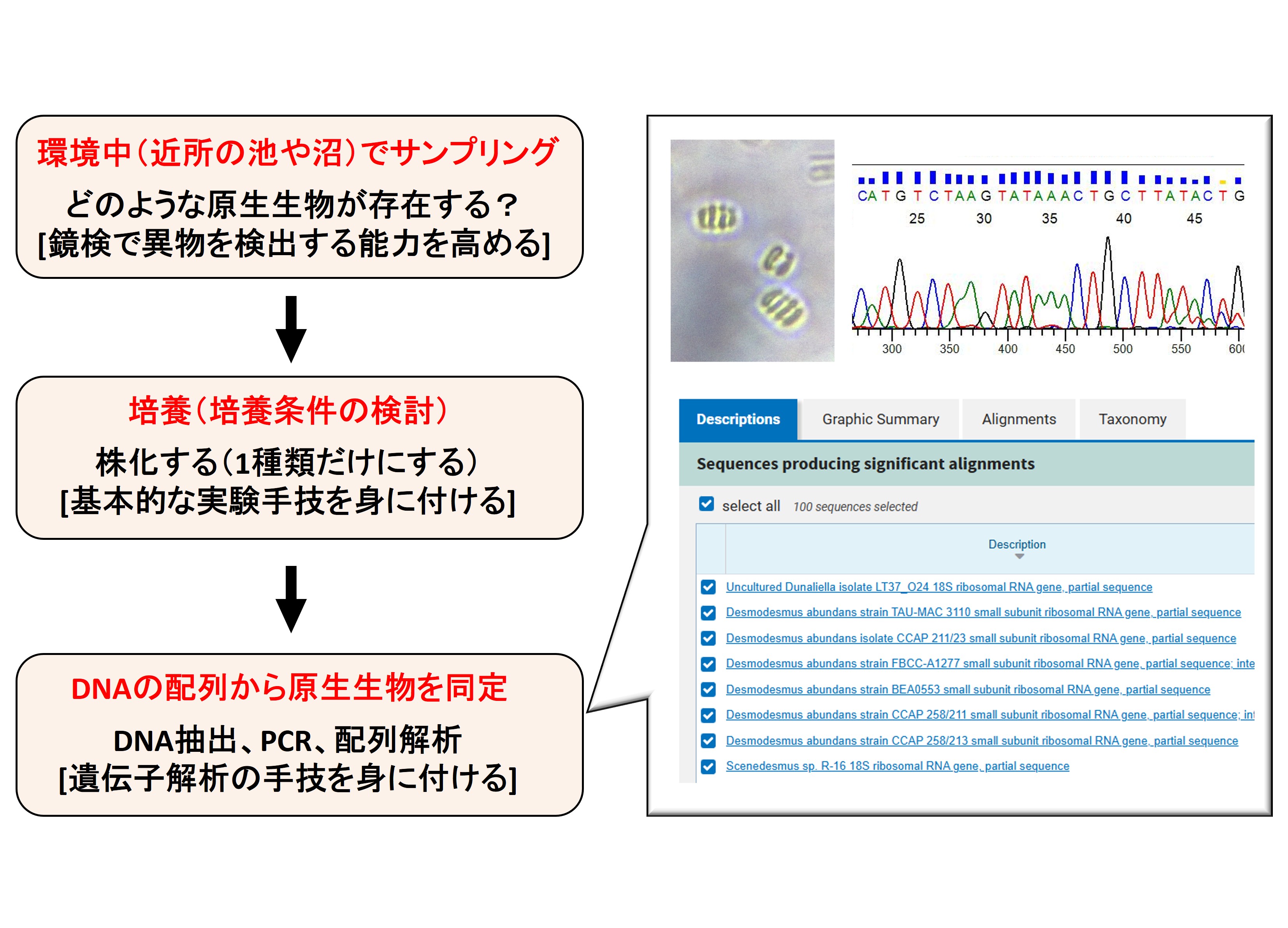 原生生物を対象にした研究戦略・手法