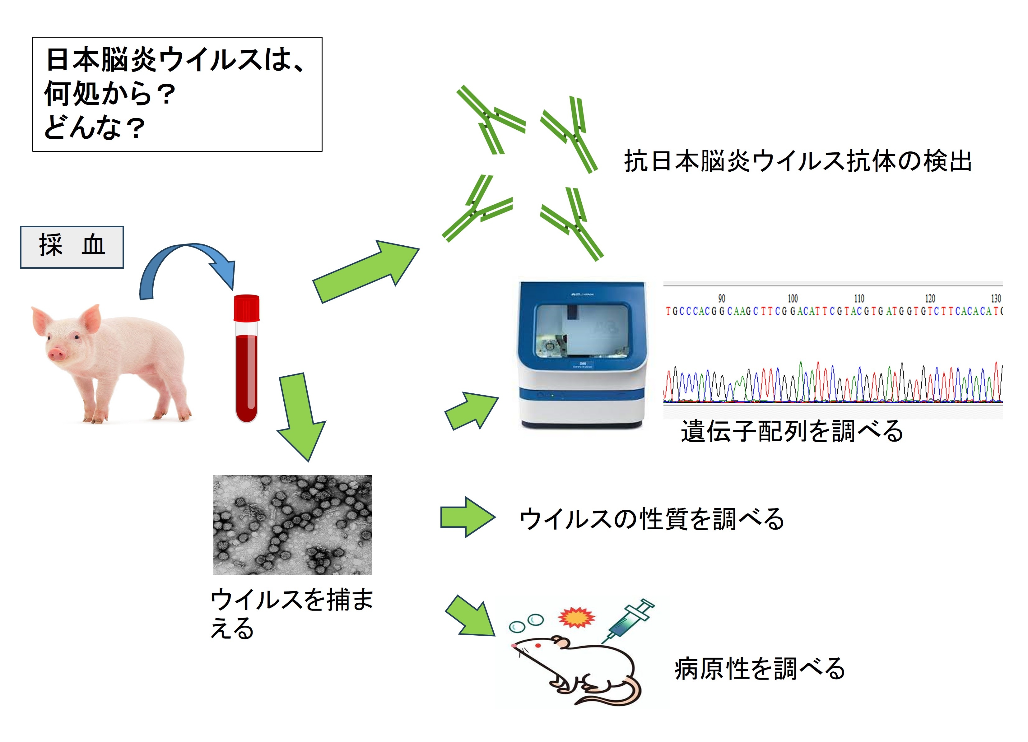 ウイルスを対象にした研究戦略・手法