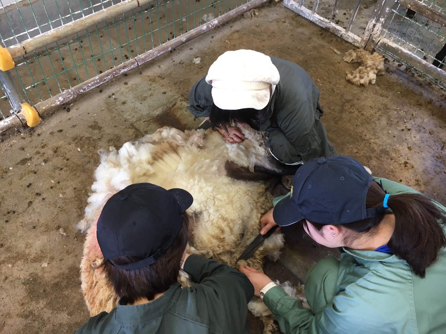羊毛刈2017‐2.JPG