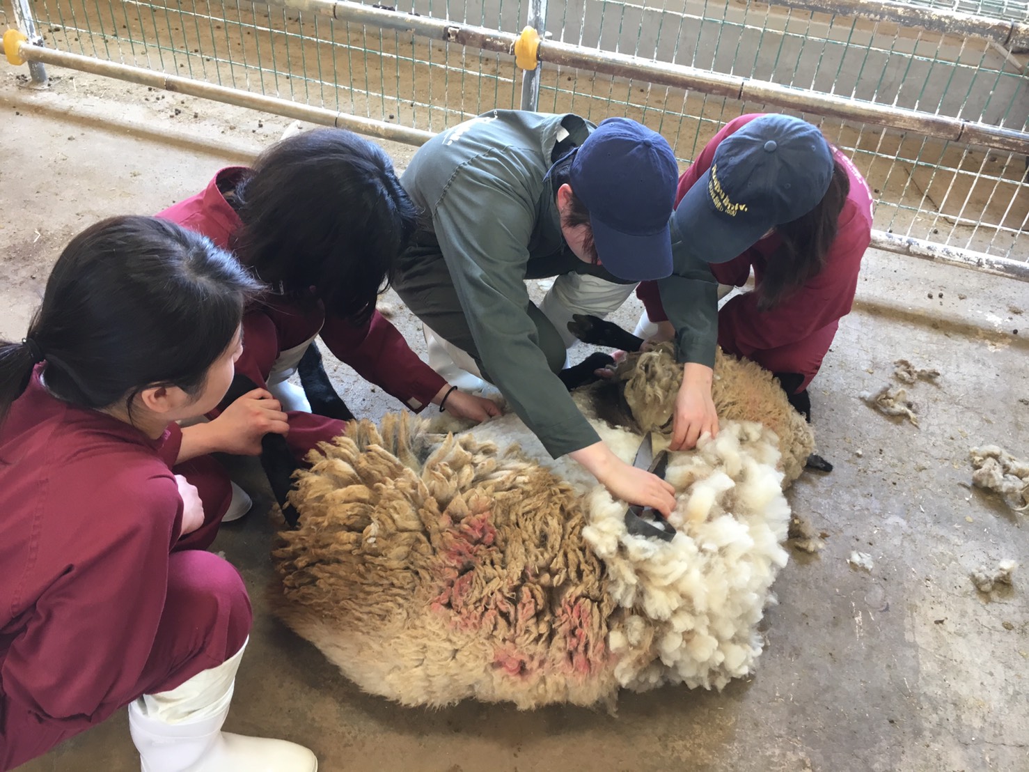 羊毛刈2017-3.JPG