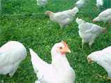 鶏の福祉を考慮した放牧管理の研究も行っています。