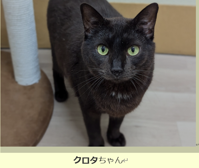 クロタちゃん.png