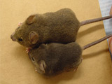 シアル酸を欠損したマウスは、短命かつ神経症状を呈する。