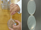 培地上に、特殊な細菌と試料を混ぜたものを重層して培養すると、試料中に突然変異を誘発する物質が存在した場合、この細菌が検出して突然変異を起こします。