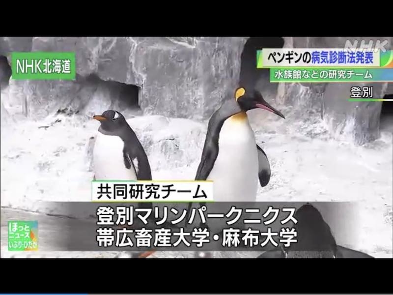 ペンギンの研究がNHKニュースで紹介されました
