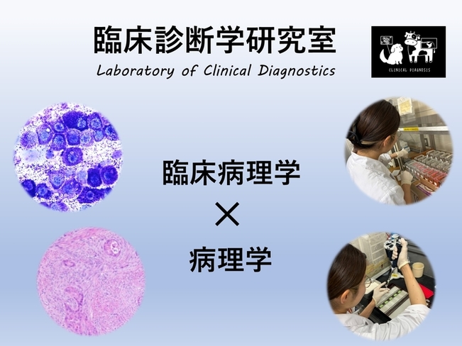 麻布大学|臨床診断学研究室